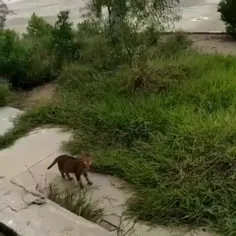 بعد میگن حیوونا نمی‌فهمن! 