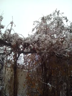 یهوووویی اولین برف پاییزی تو تبریز ❄ ❄ ❄ ❄ ⛄ ⛄ ⛄ ⛄ خیلی ق