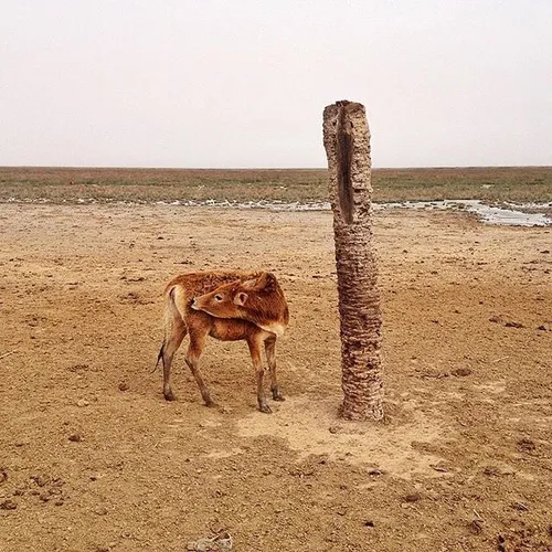 A dried up part of Shadgan Lagoon. Khuzestan, Iran. Photo