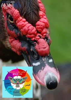 اردک به ظاهر زشت از منحصر بفرد ترین اردکهای جهان است که ب