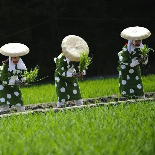 تصویری از زنان برنج کار با لباس های سنتی در ناگویای ژاپن 