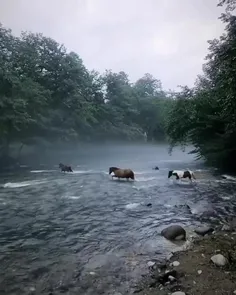 تمام، ذرّه‌ی این بی زوالْ خورشیدیم