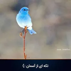 وقتی خالق دست به قلم میبرد...