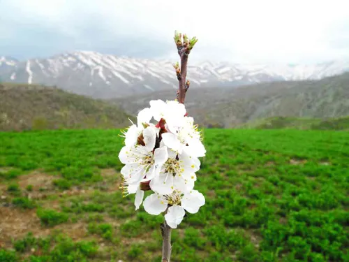 شکوفه بهاری سردشت