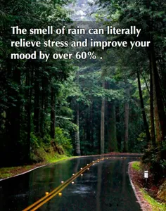 طبق تحقیقات انجام شده، بوی باران میتواند #استرس شما را رف