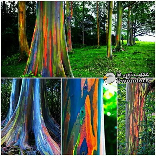 درخت رنگین کمان بومی جنگلهای بارانی گینه نو که پوست آن به