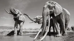 آخرین عکس‌های 'ملکه فیل‌ها' در کنیا 