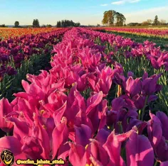 مزرعه گل های لاله در ایالت اورگان امریکا