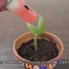 گیاه عجیب
