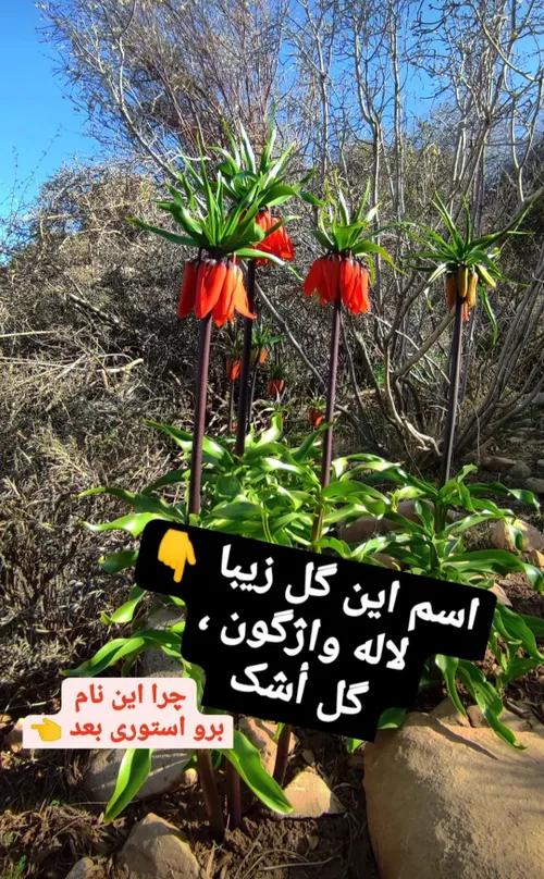 چو سرو سیاوش نگونسار دید