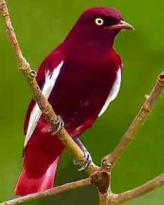 #طبیعت  پرنده بسیار زیبا