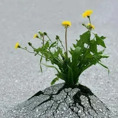 اراده های ضعیف به صورت حرف و گفتار خودنمایی می کنند، در ح