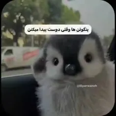 کسی هست