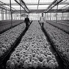 Flowers producer with lilies in the city of Holambra, São