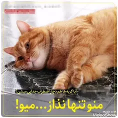 ما شما رو دوست داریم