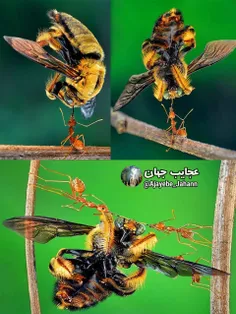 تصاویر شگفت انگیز و زیبا از بلند کردن زنبور توسط زبان مور
