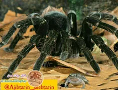 🕷 نوعی عنکبوت از قورباغه‌ها به عنوان حیوان خانگی نگهداری 