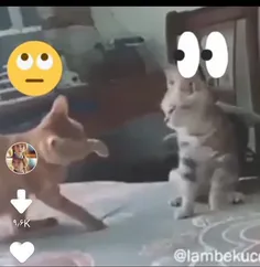 عشق بازی گربه ها