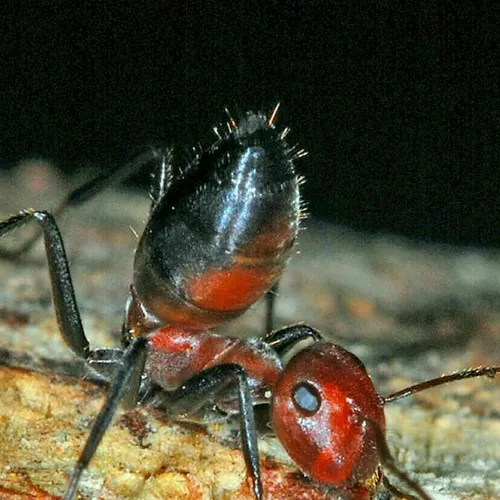 مورچه های انتحاری! این مورچه ها وقتی لونه شون تهدید میشه،