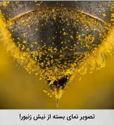 #زنبور