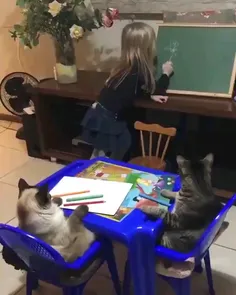 معلم گربه ها