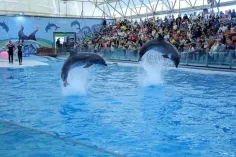 پارک دلفین های کیش