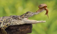 #تمساح نمی تواند زبانش را بیرون بیاورد😐 