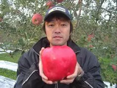 بزرگترین سیب جهان 1,849 کیلوگرم وزن دارد که توسط Chisato 