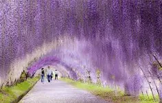 تونل گل اقاقیا در ژاپن