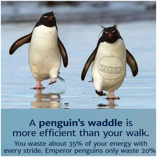 ما انسان ها همیشه طرز راه رفتن پنگوئن ها را نوعی مسخره می