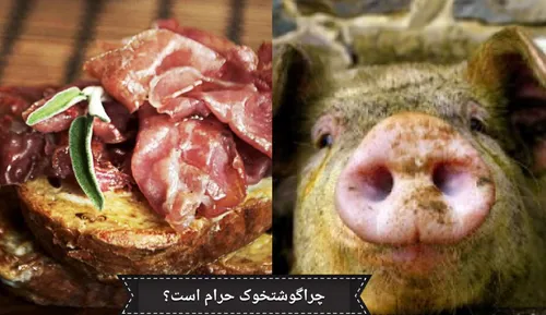 ‍ ❓ چرا مسلمانان گوشت خوک نمی خورند