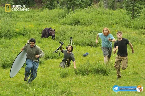 خرس به دنبال مستندسازان