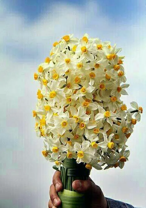 یه دسته گل نرگس تقدیم به بچه های ویسگون