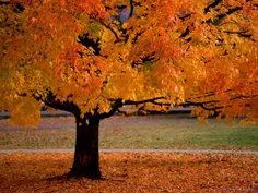 پاییز فصل زیبا و رنگین ... فصل من