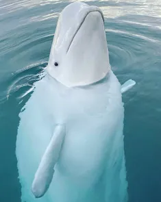 نهنگ سفید 😍