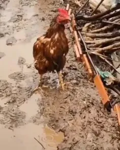 ویدیوی وایرال شده و عاشقانه از یک مرغ و خروس زیر بارون!