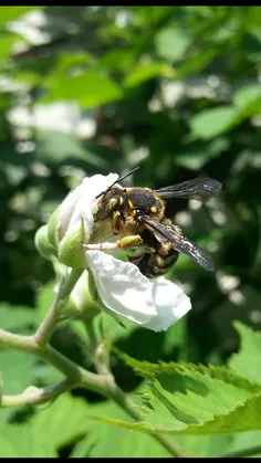 زنبور روی شکوفه تمشک