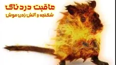 عاقبت دردناک آتش♨️ زدن موش موذی