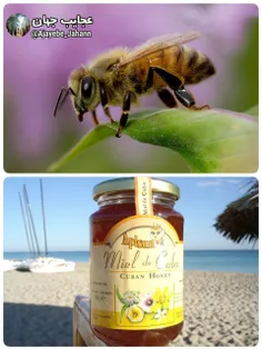 در کوبا زنبور های عسل کمترین آسیب را می بینند