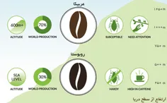 آیا می‌دانید تفاوت دانه قهوه روبوستا و عربیکا در چیست؟