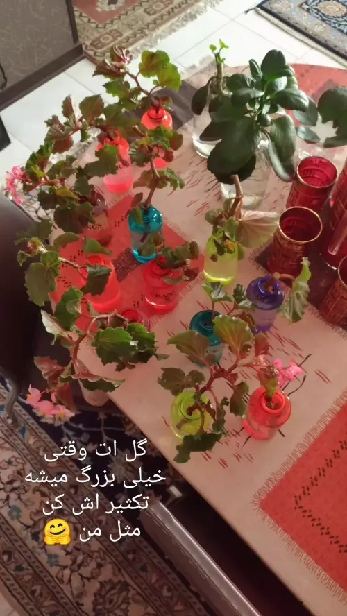 روز جمعه همراه با گلهایم