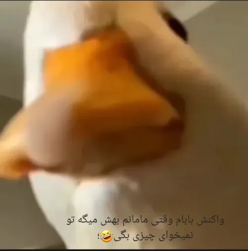 حقق🤣😂🤣شما هم یه حق دیگه بنویسین😅