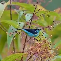 داکنیس فیروزه‌ای (Turquoise dacnis) یک پرنده کوچک و کمیاب