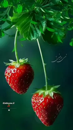 🌱🍒نمي داني