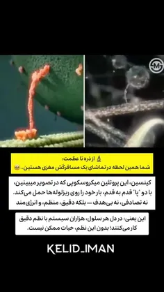 بزرگی خداوند را در سلول ها ببین