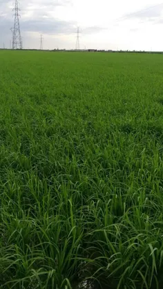 دشت سبز برنج روستای تیرتاش، شهرستان بهشهر، مازنداران