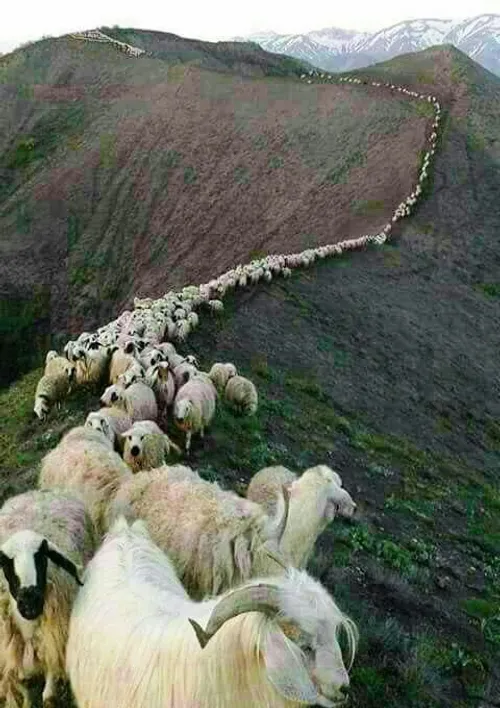 کوچ گوسفندان در سوادکوه مازندران