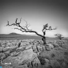 ما زندگی را انتخاب نمی‌کنیم ...