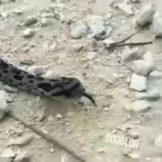 یه سم آوردم از اون آرشا ها !!!