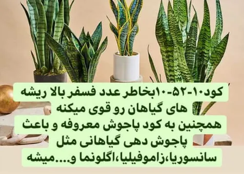 خسته نباشید دوستان . دو فرمول عالی برای پا جوش وگلدهی